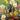 New - Current 93 - Swastikas For Noddy (Pictures Disc) - LP - Tone Deaf Records