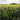 Used - The Causey Way - Causey vs. Everything - LP - Tone Deaf Records