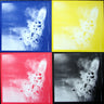 Used - The Dead C - The Twelfth Spectacle - 4xLP - Tone Deaf Records
