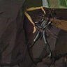 Used - Danava - Hemisphere Of Shadows - LP - Tone Deaf Records