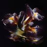 New - Raein - Forme Sommerse - LP - Tone Deaf Records