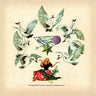 New - Weaver, Jane - The Fallen By Watch Bird (Expanded Edition) - 2xLP - Tone Deaf Records