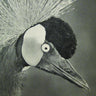 Used - Lumerians - Transmissions From Telos: Vol. IV - LP - Tone Deaf Records