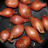 Used - Segall, Ty - Fried Shallots - 12" - Tone Deaf Records