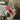Used - Mylon & Broken Heart - Greatest Hits - Tone Deaf Records