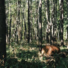 Used - Caboladies - Renewable Destination - LP - Tone Deaf Records