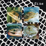 Used - Size - Nadie Puede Vivir Con Un Monstruo - LP - Tone Deaf Records