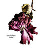 New - Williams, Rozz - Flowers - 12" - Tone Deaf Records