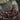 New - Castrator - Coronation Of The Grotesque - LP