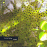 Used - Dauby, Yannick - 蛙界蒙薰 = Wā Jiè Méng Xūn - LP - Tone Deaf Records
