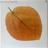 New - Jolly, Pete - Seasons - LP - Tone Deaf Records