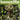 Used - Bongzilla - Stash - LP - Tone Deaf Records